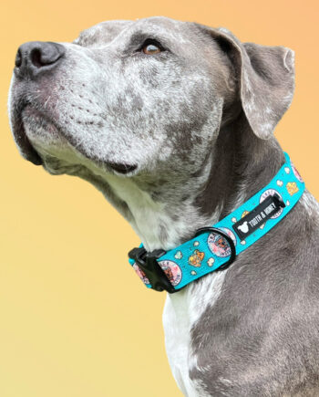 Snack-Inspector-Padded-1.5'-Wide-Buckle-Collar-2