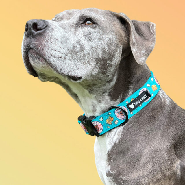 Snack Inspector Padded 1.5" Wide Buckle Collar - Image 2