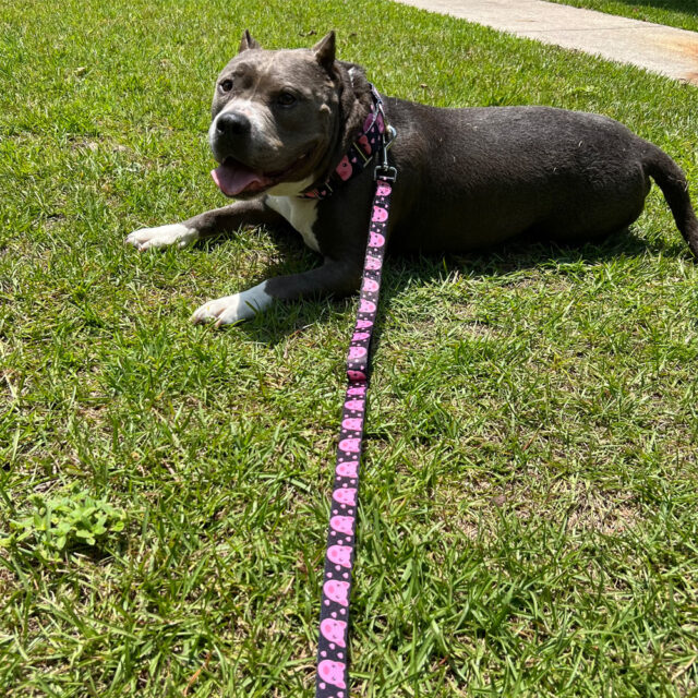 Piggy Padded Double Handle Leash - Image 6