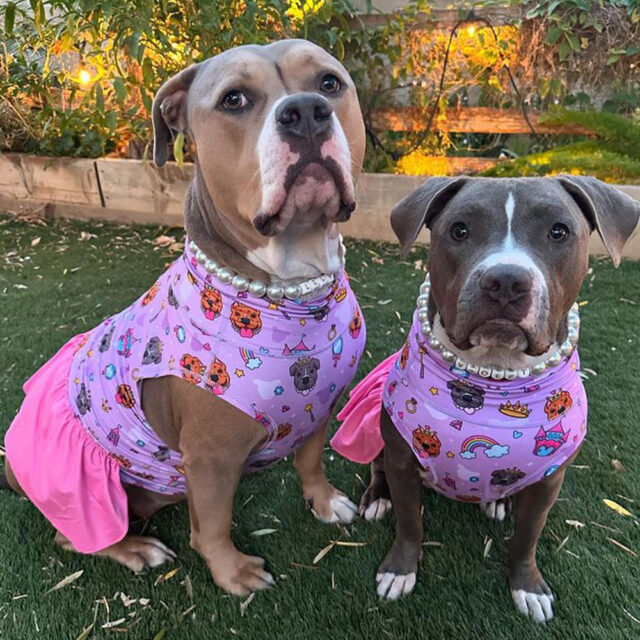 Pittie Princess Ruffle Lightweight Dog Vest - Image 7