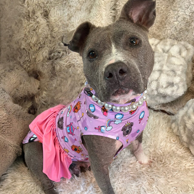 Pittie Princess Ruffle Lightweight Dog Vest - Image 2