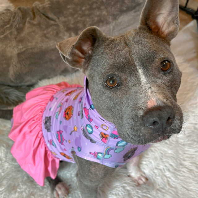 Pittie Princess Ruffle Lightweight Dog Vest - Image 6