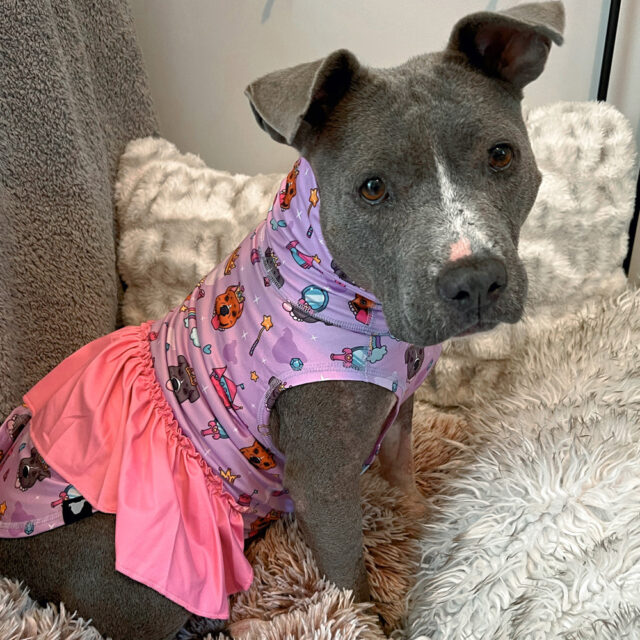Pittie Princess Ruffle Lightweight Dog Vest - Image 5