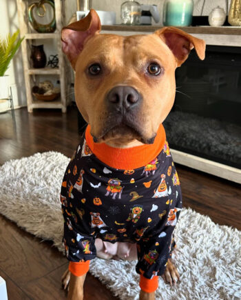 Trick-or-Treats-Lightweight-Dog-Pajamas-2