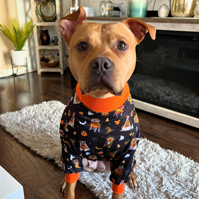 Trick or Treats Lightweight Dog Pajamas - Image 2