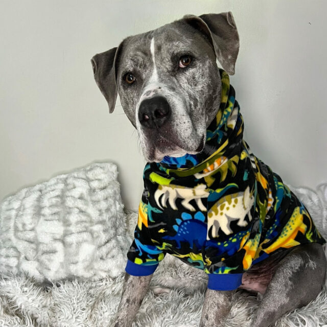 Dino Roar Fleece Dog Sweater - Image 2