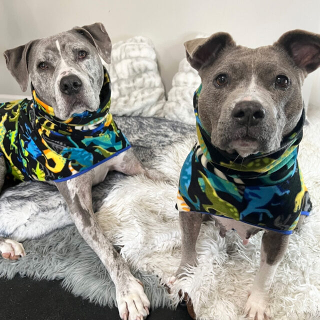 OOPSIE | Dino Roar Fleece Dog Wrap - Image 2