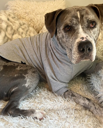 Stone-_-Dog-Sweatshirt-5