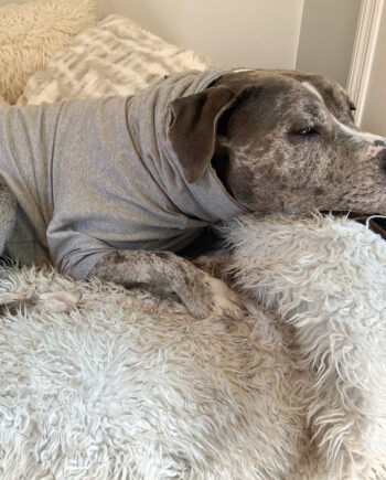 Stone-_-Dog-Sweatshirt-6