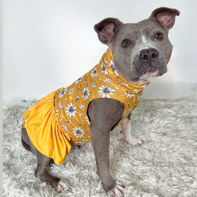 Daisy Lightweight Tutu Dog Vest