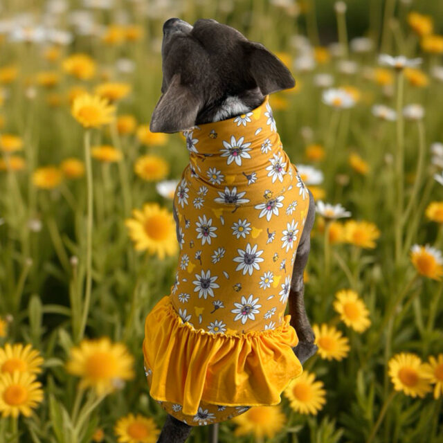Daisy Lightweight Tutu Dog Vest - Image 2
