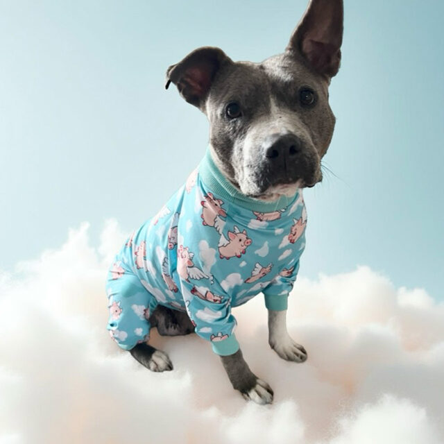 Piggies Fly Lightweight Dog Pajama