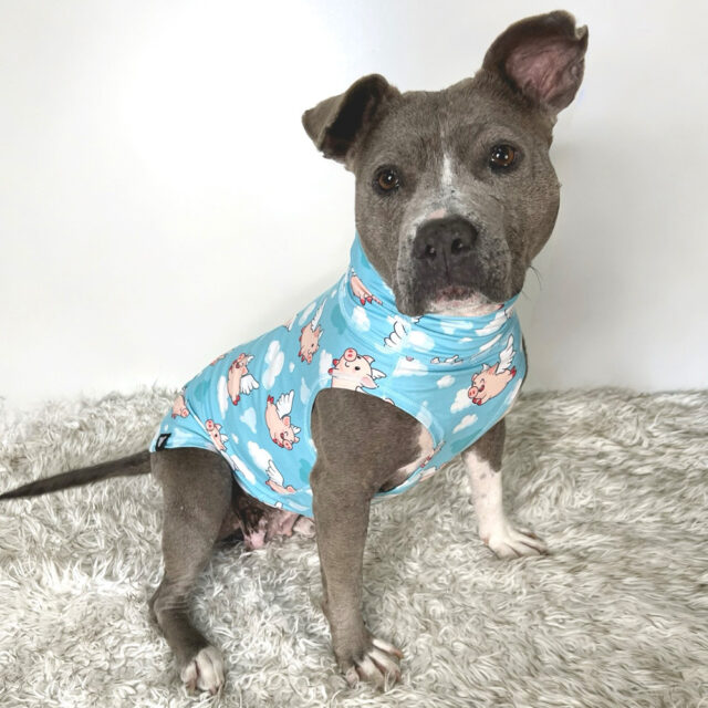 Piggies Fly Lightweight Dog vest