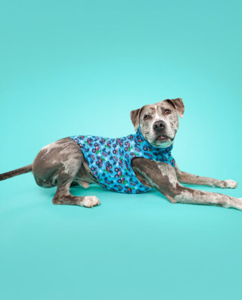 Monster-Truck-Dino-Lightweight-Dog-Vest-3