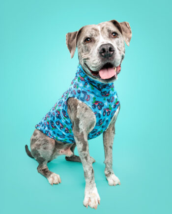 Monster-Truck-Dino-Lightweight-Dog-Vest-4