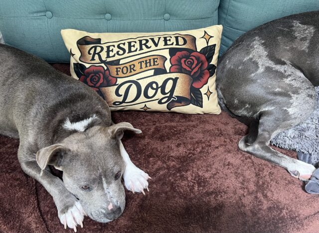 Reserved for the Dog | Throw Pillow - Image 2