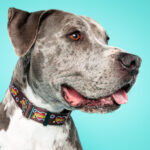 Tattoo Heart “Mom” Martingale Collar – 1.5” Wide - Image 2