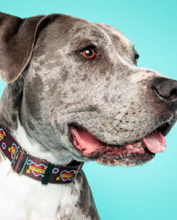 Tattoo-Heart-“Mom”-Martingale-Collar-–-1.5”-Wide-1