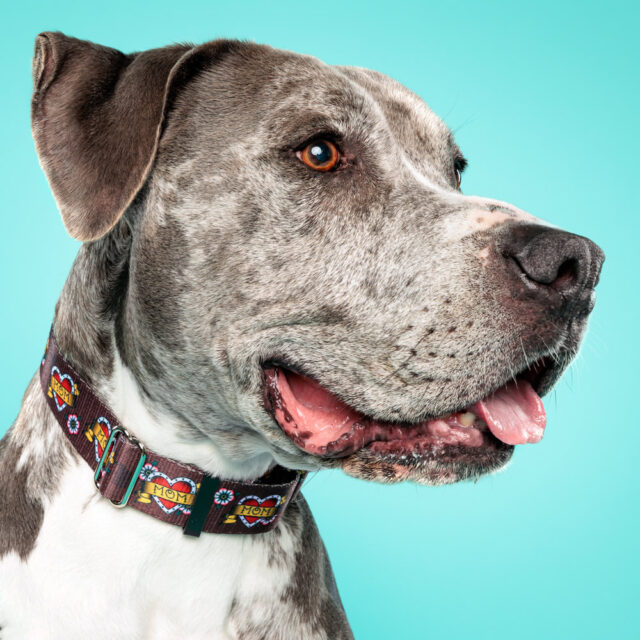 Tattoo Heart “Mom” Martingale Collar – 1.5” Wide - Image 2