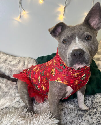 Merry-Little-Pittie-Lightweight-Tutu-Vest-2