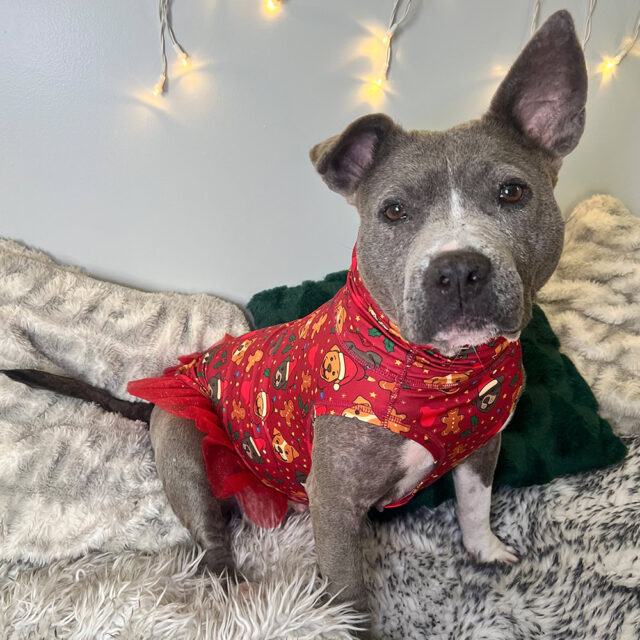 Merry-Little-Pittie-Lightweight-Tutu-Vest-2