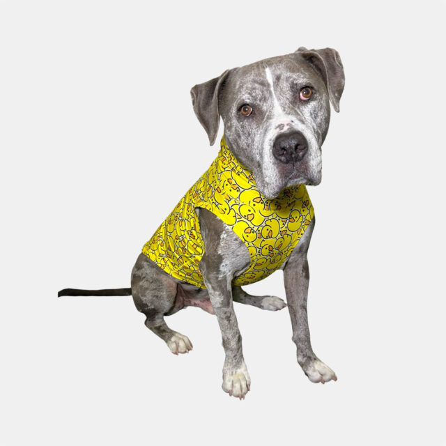 Ducky-Lightweight-Dog-Vest-4