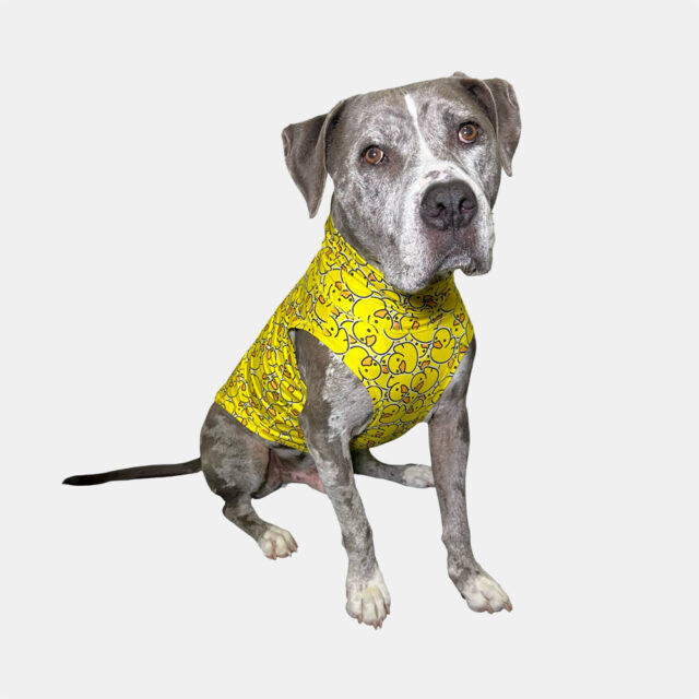 Ducky-Lightweight-Dog-Vest-5