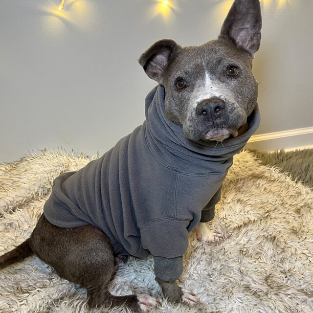 Classic Cozy Fleece | Wolf Pup – Tooth & Honey