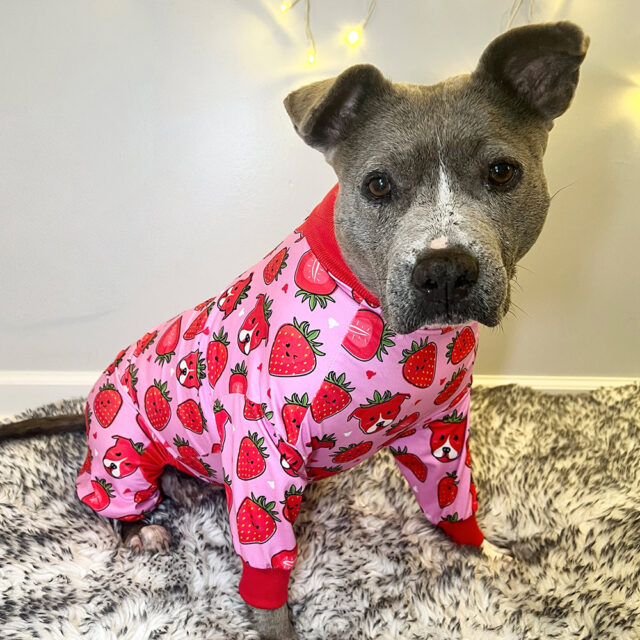 Berry-Cute-Lightweight-Dog-Pajama-1