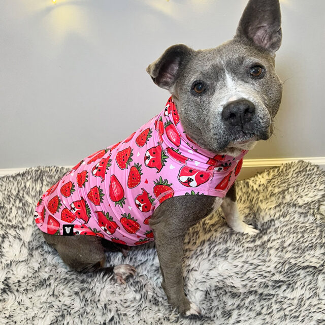 Berry-Cute-lightweight-Dog-Vest-1